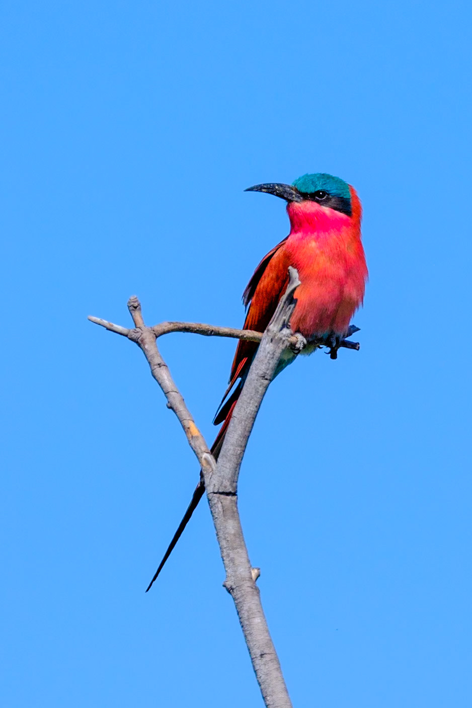 Botswana - Kwara Camp - Morning Boat Trip - Carmine Bee-eater