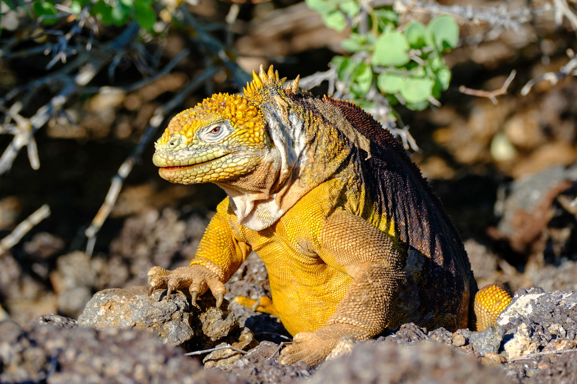 Galapagos Islands - South Plaza Island - Land Iguana