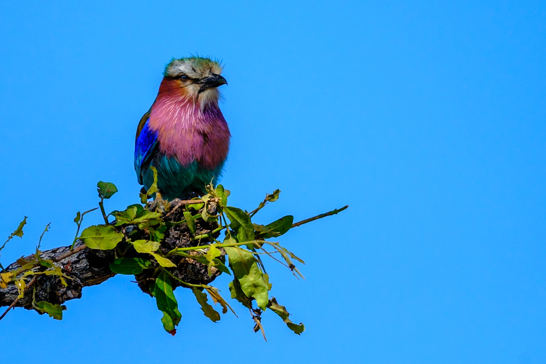 Botswana - Kwara Camp - Morning Game Drive - Lilac-breasted Roller
