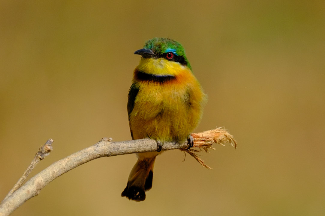 Botswana - Kwara Camp - Morning  Game Drive - Little. Bee-eater