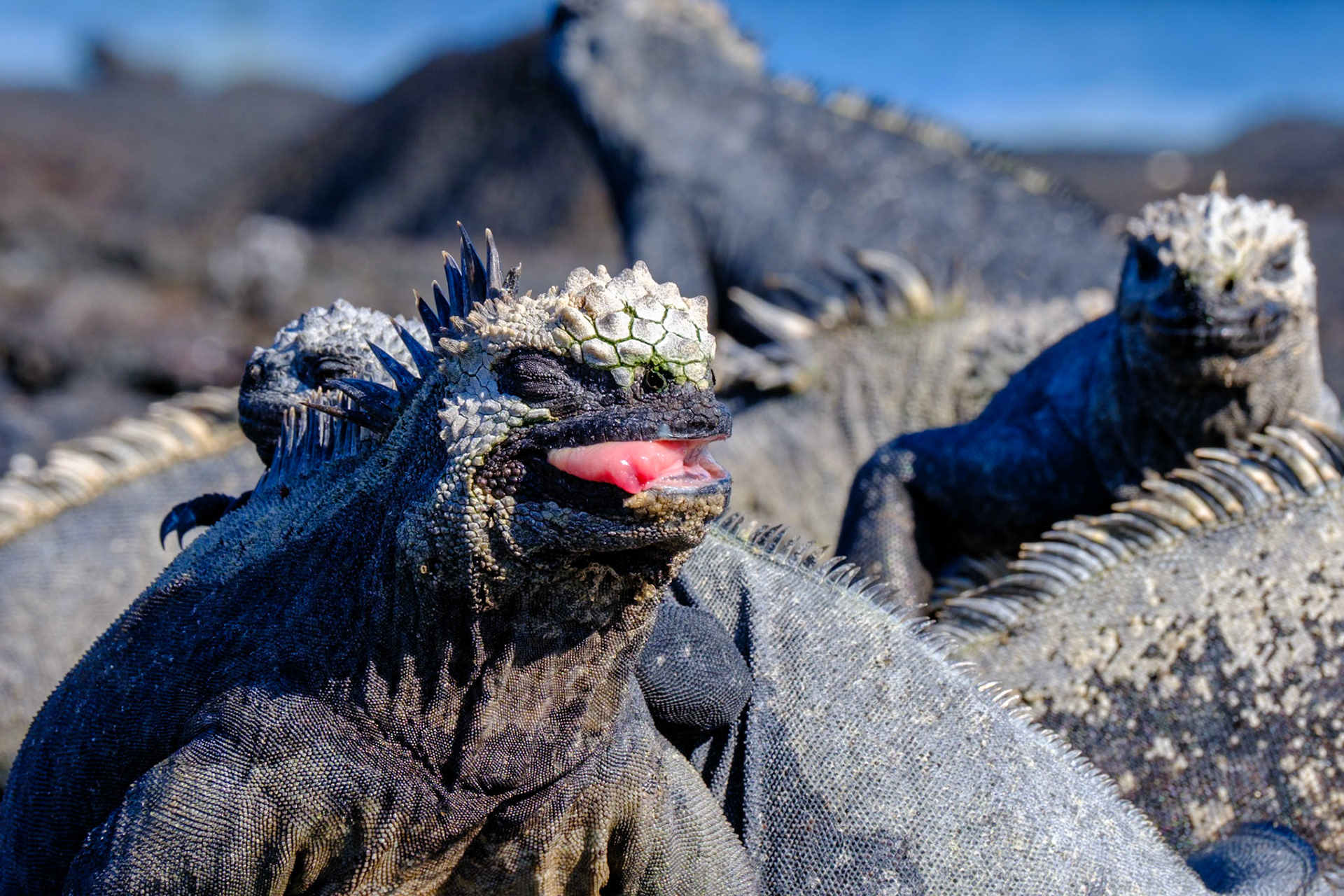 Galapagos Islands - Fernandina Island - Espinosa Point, Marine Iguanas