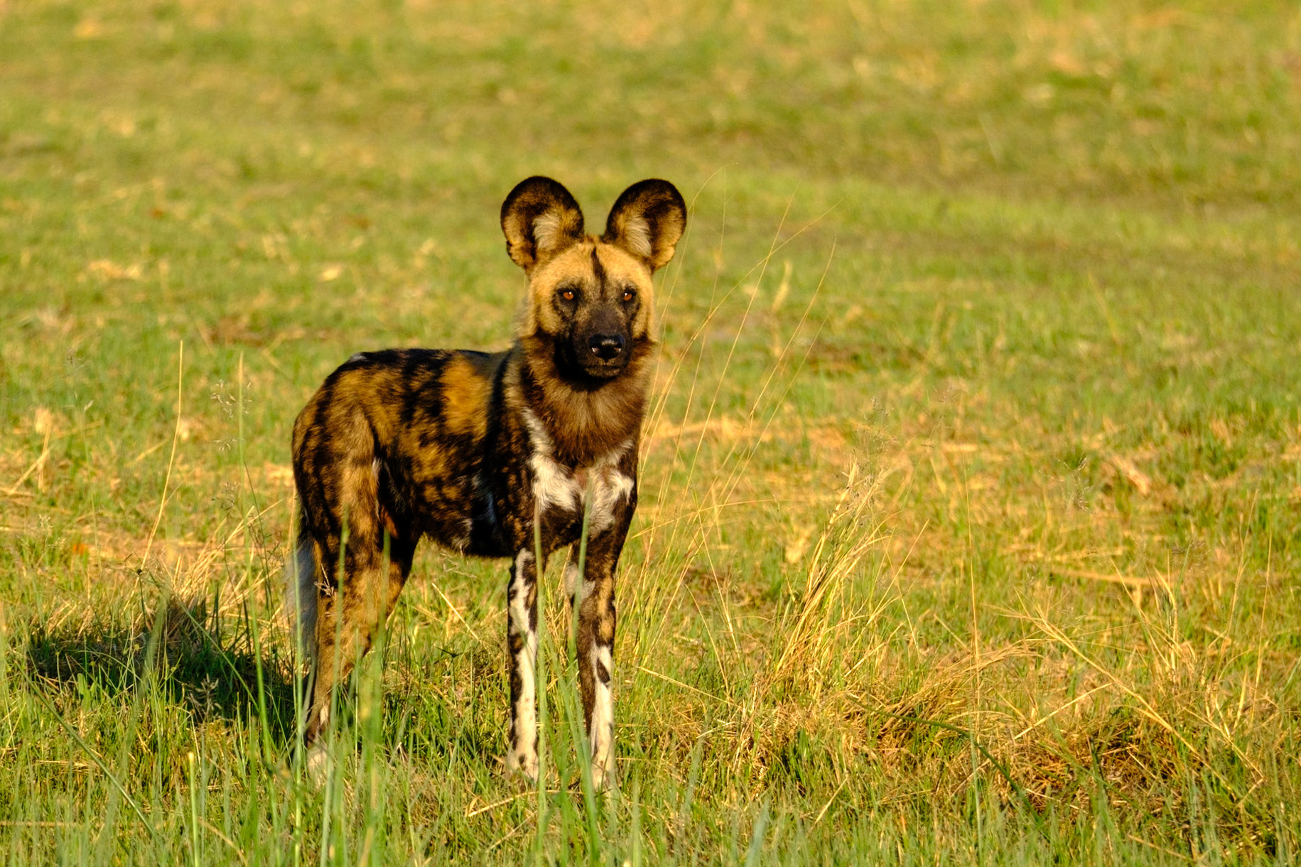 Botswana - Kwara Camp - Morning Game Drive - Wild Dog Pack hunting