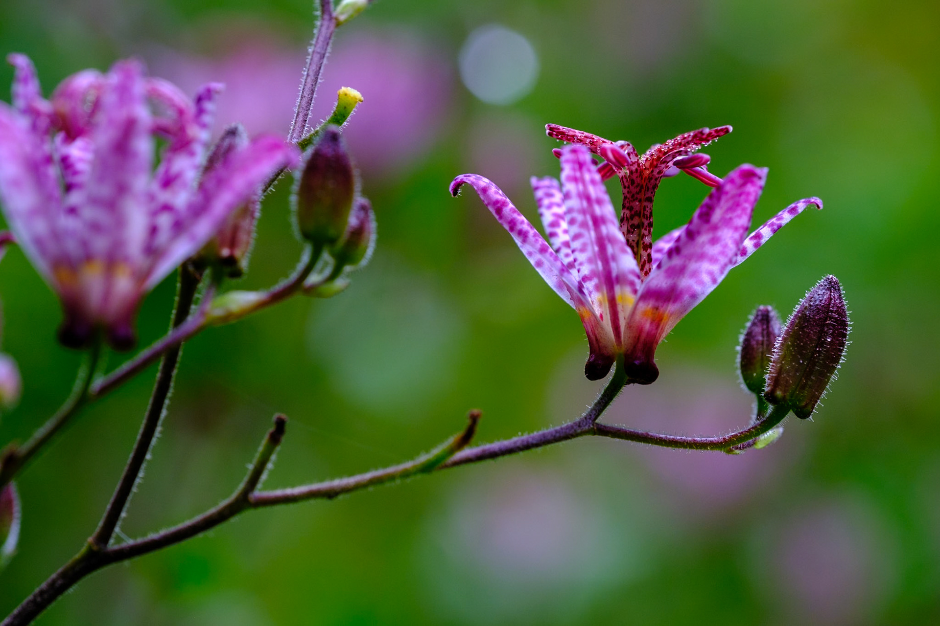 Chanticleer Photo Class September 2023