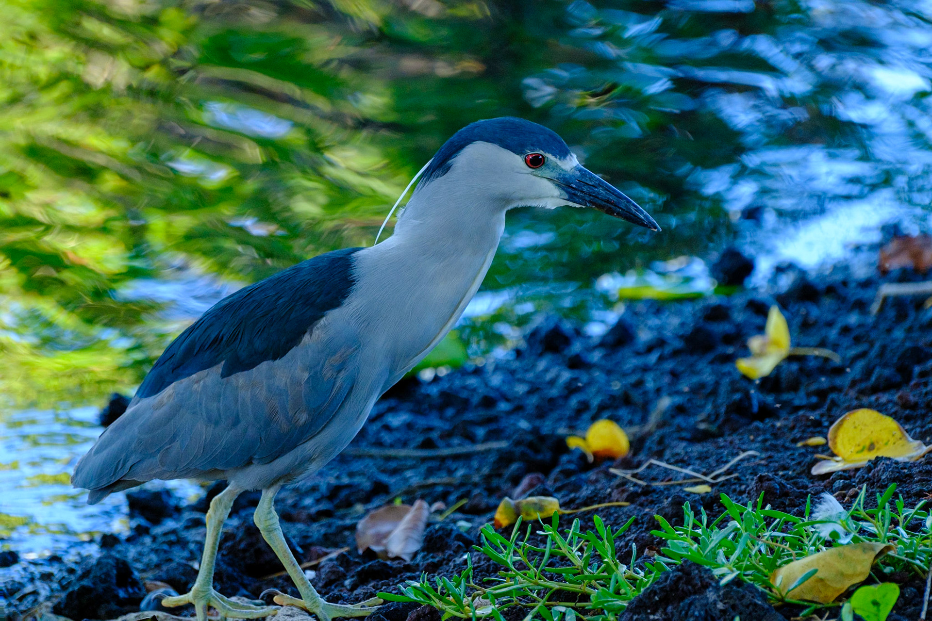 Black-crowned Night Heron