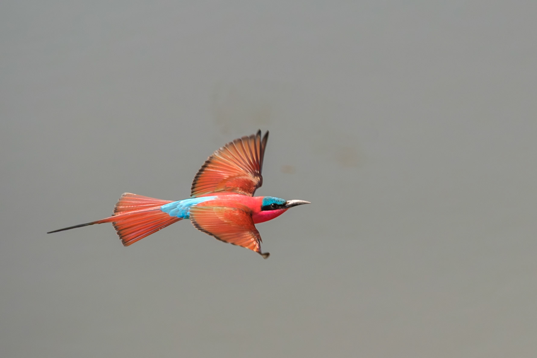 Zambia 2025 - Mwamba Camp - 4th Game Drive - Return to the Carmine Bee-eater Hide