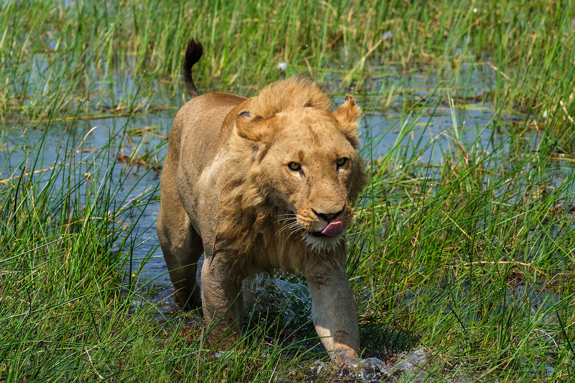 Botswana - Kwara Camp - Morning  Game Drive - Lion swimming across water channel