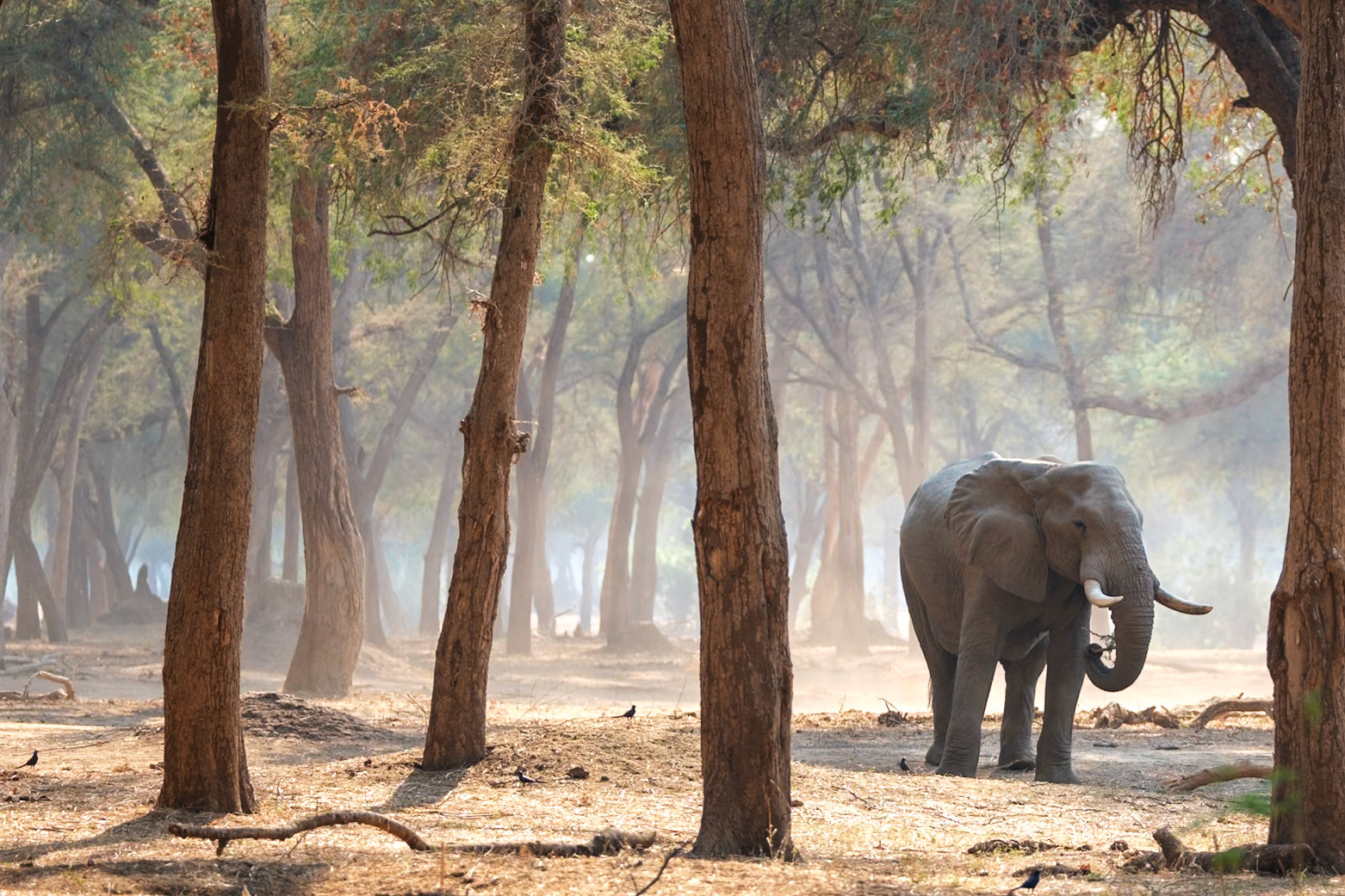 Zambia 2025 - Old Mondoro Camp - 4th Game Drive