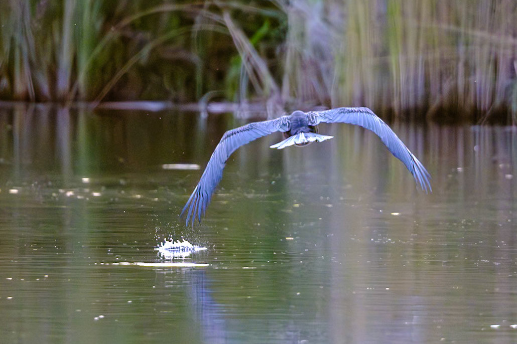 Botswana - Kwara Camp - Evening Boat Trip  - African Darters Flying