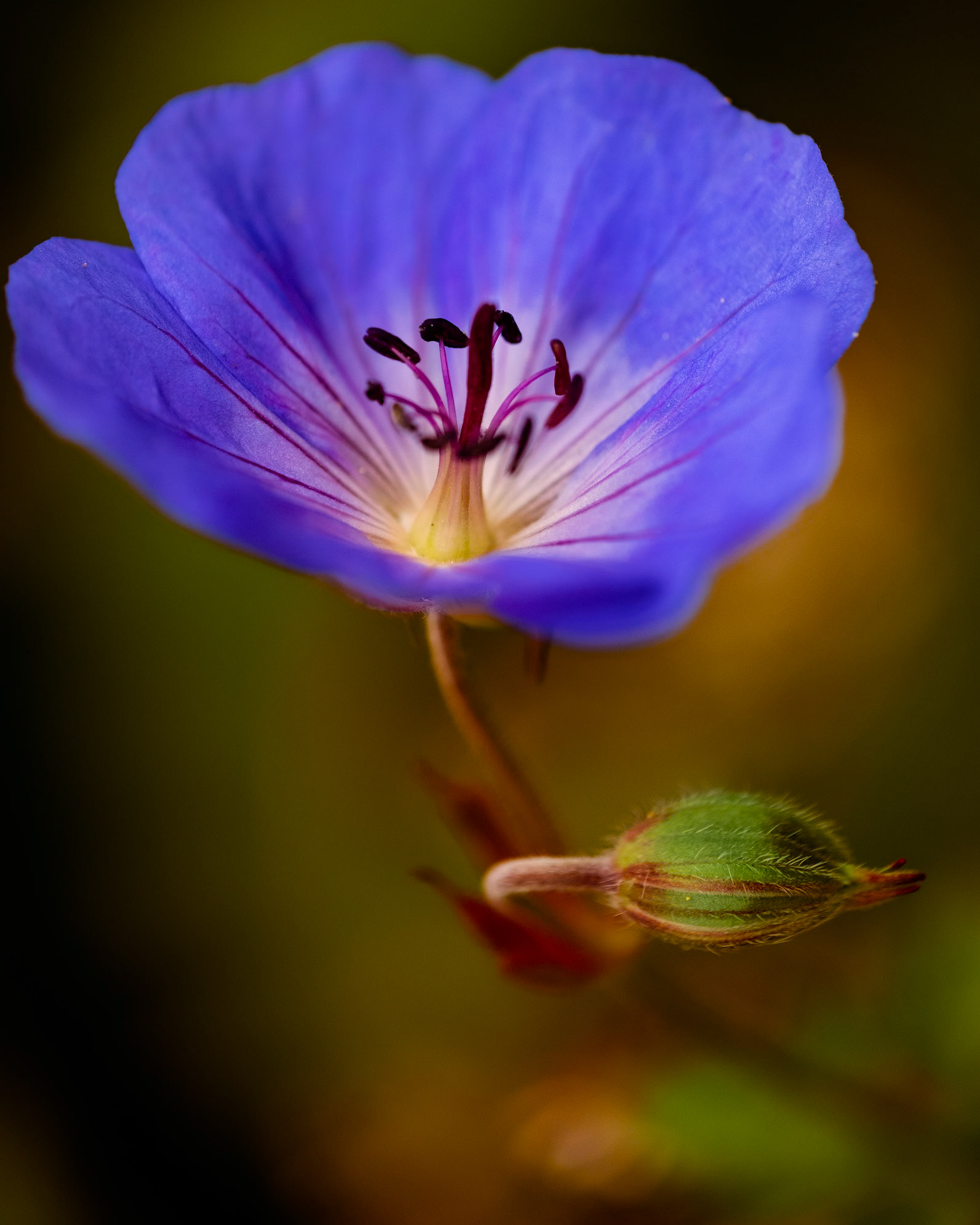 Chanticleer Garden Flower Portraits