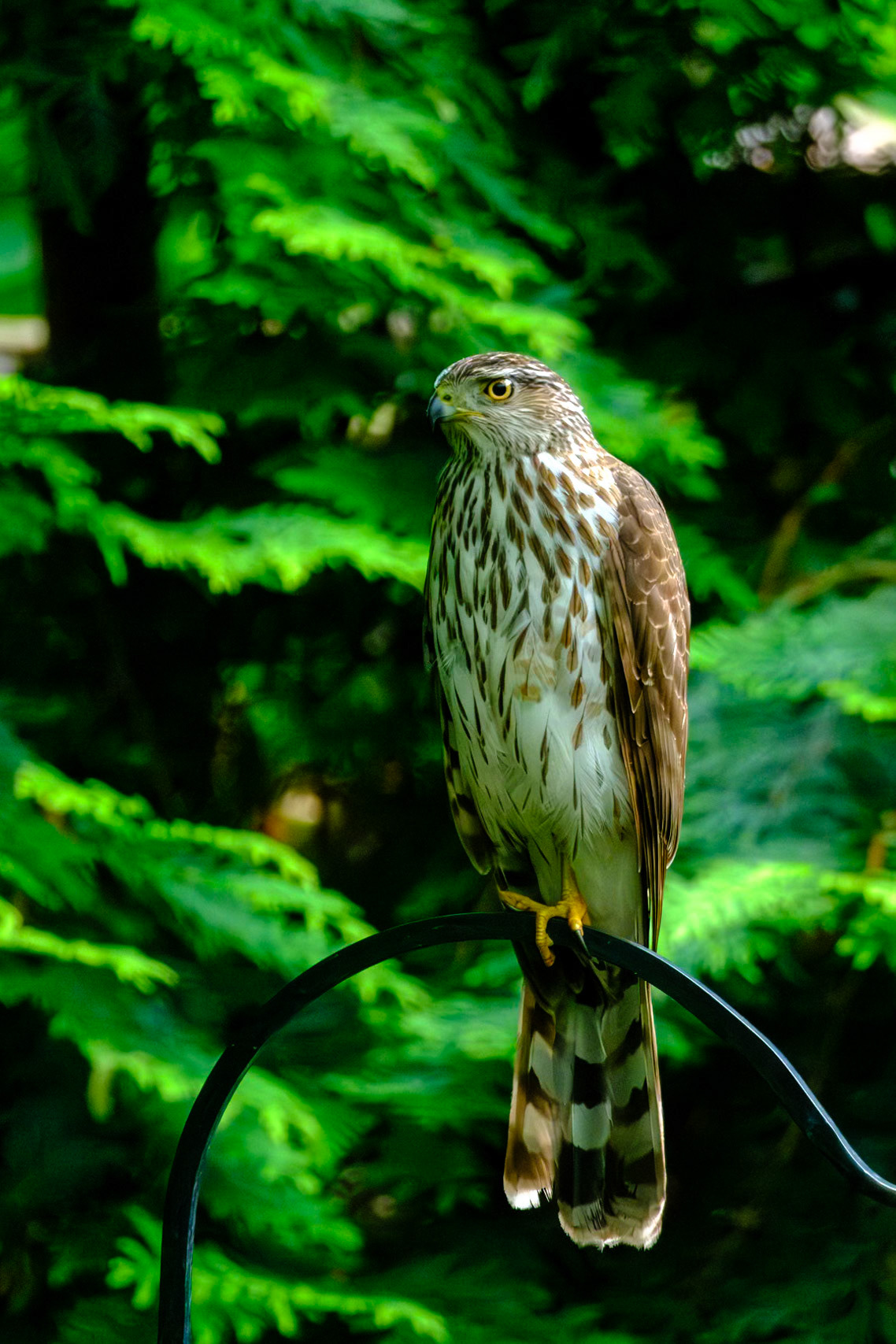 Cooper Hawk in the Backyard
