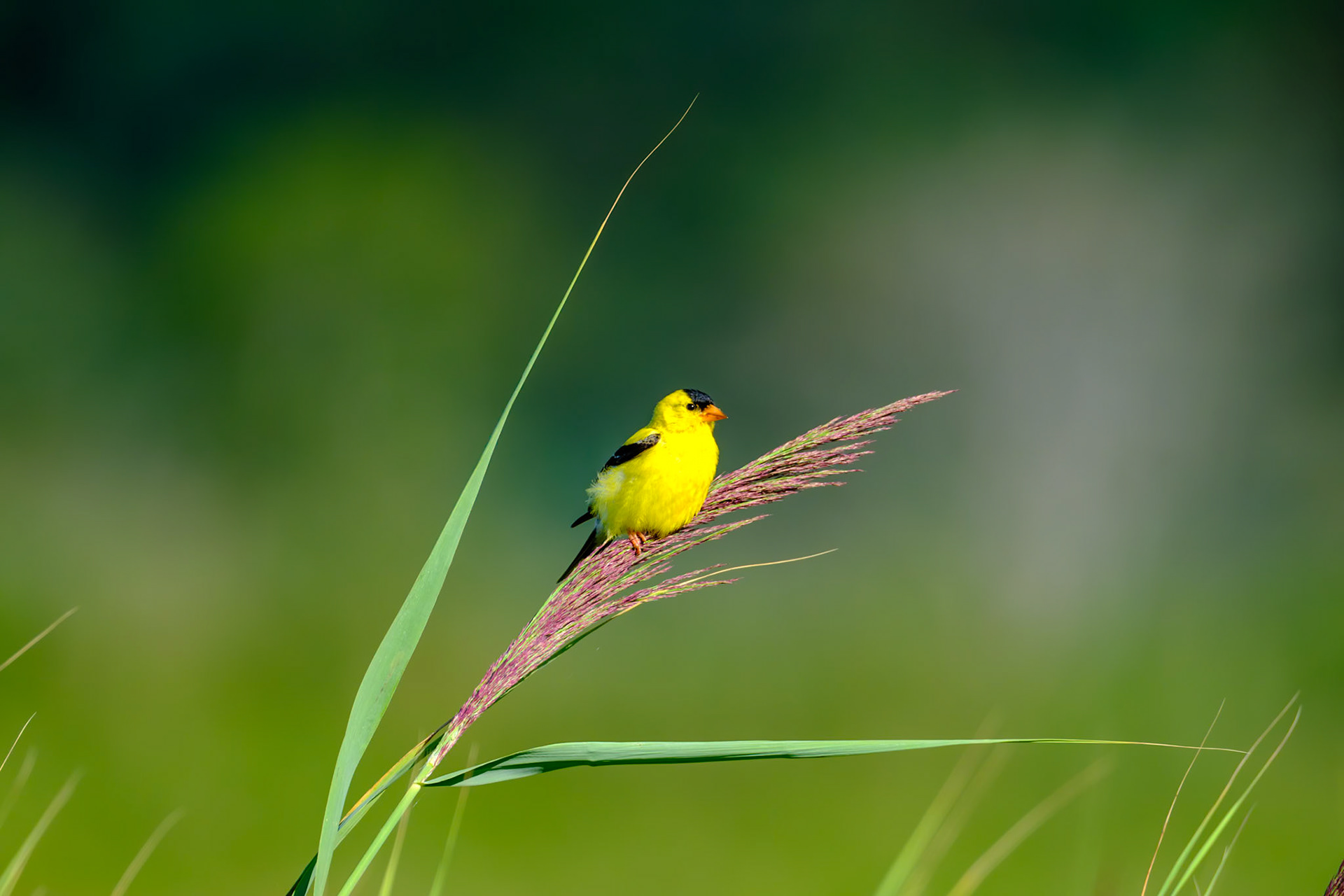 Birdwalk Barn Island
