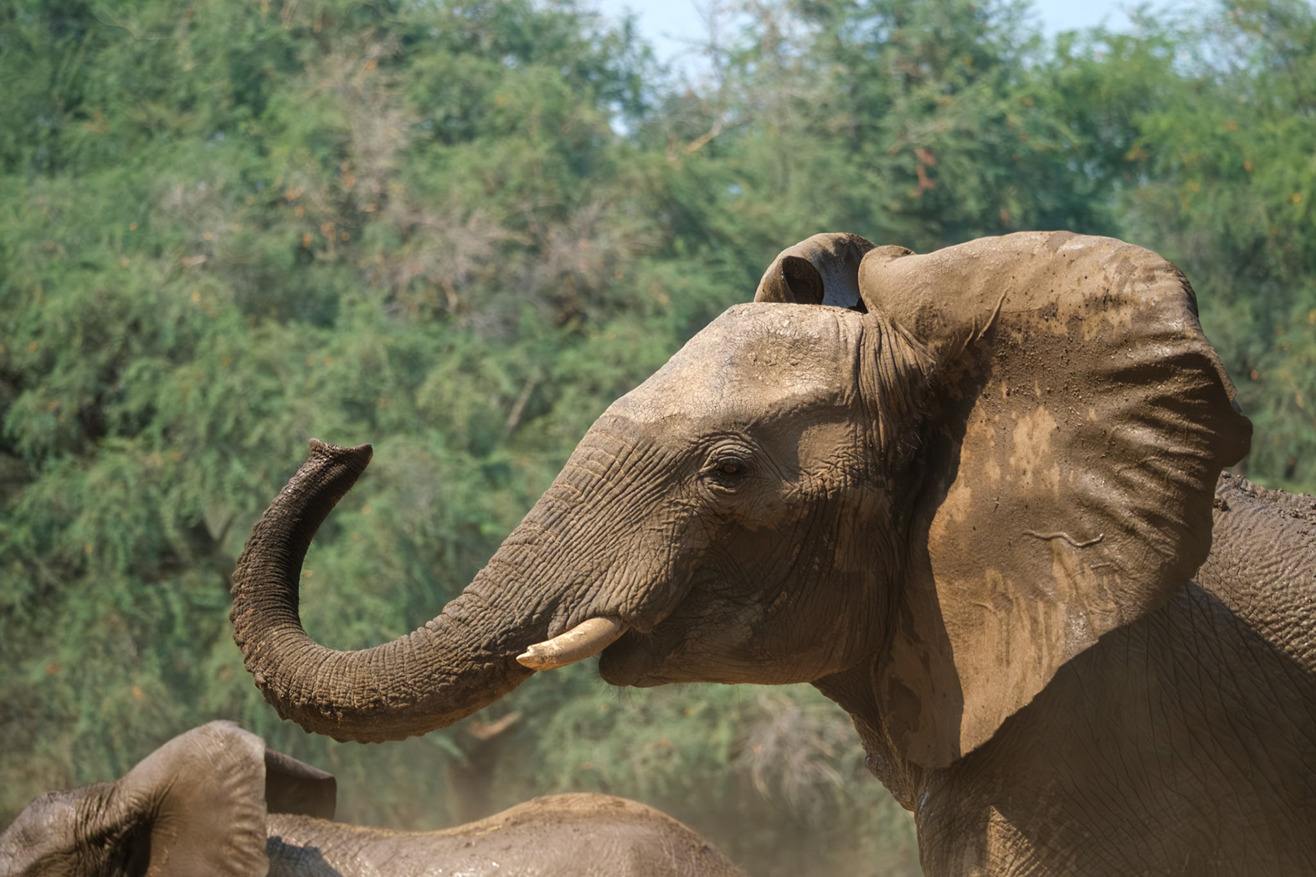 Zambia 2025 - Old Mondoro Camp - 4th Game Drive