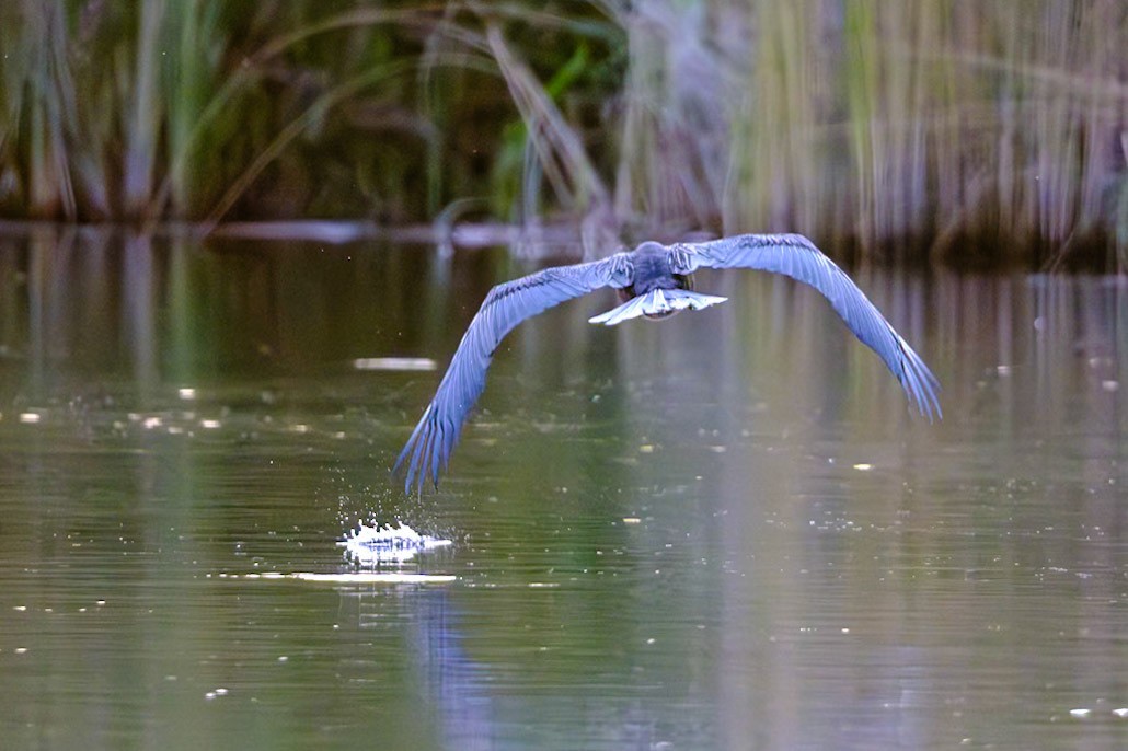 Botswana - Kwara Camp - Evening Boat Trip  - African Darters Flying