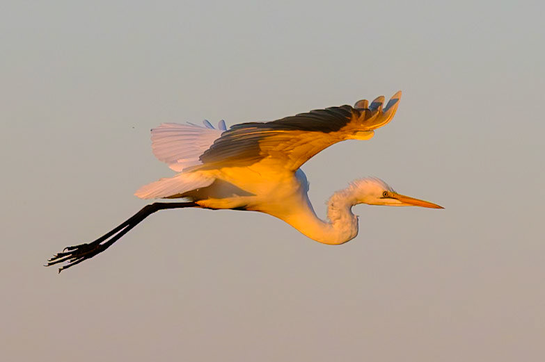 Botswana - Kwara Camp - Evening Boat Trip  - Heronry
