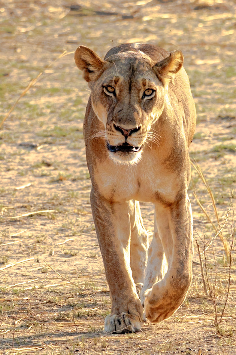Zambia 2025 - Mwamba Camp - 4th Game Drive