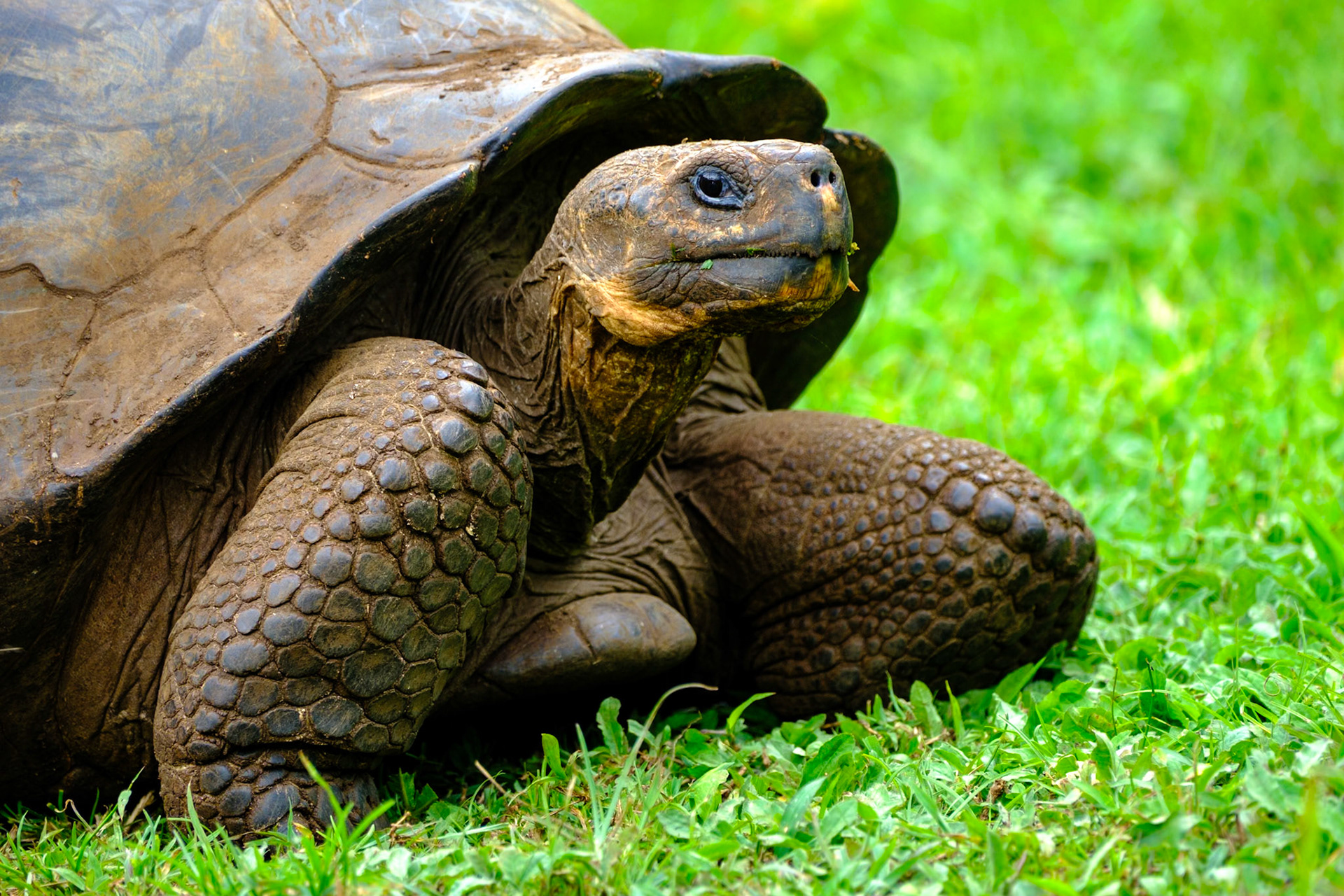 Galapagos Islands - Santa Cruz Island - Tortoise Migration point