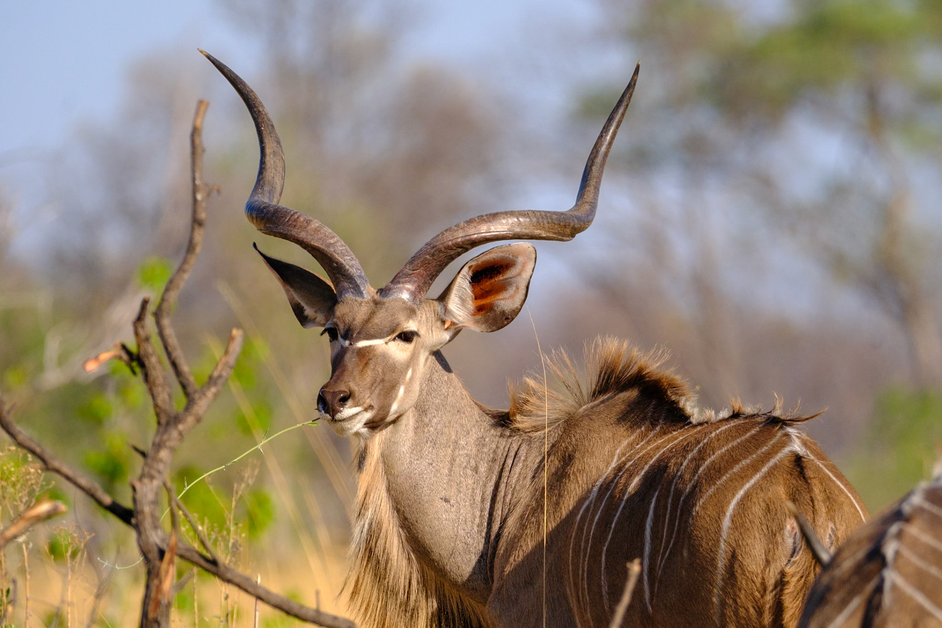 Botswana - Sable Alley Camp - Morning Game Drive - Kudo