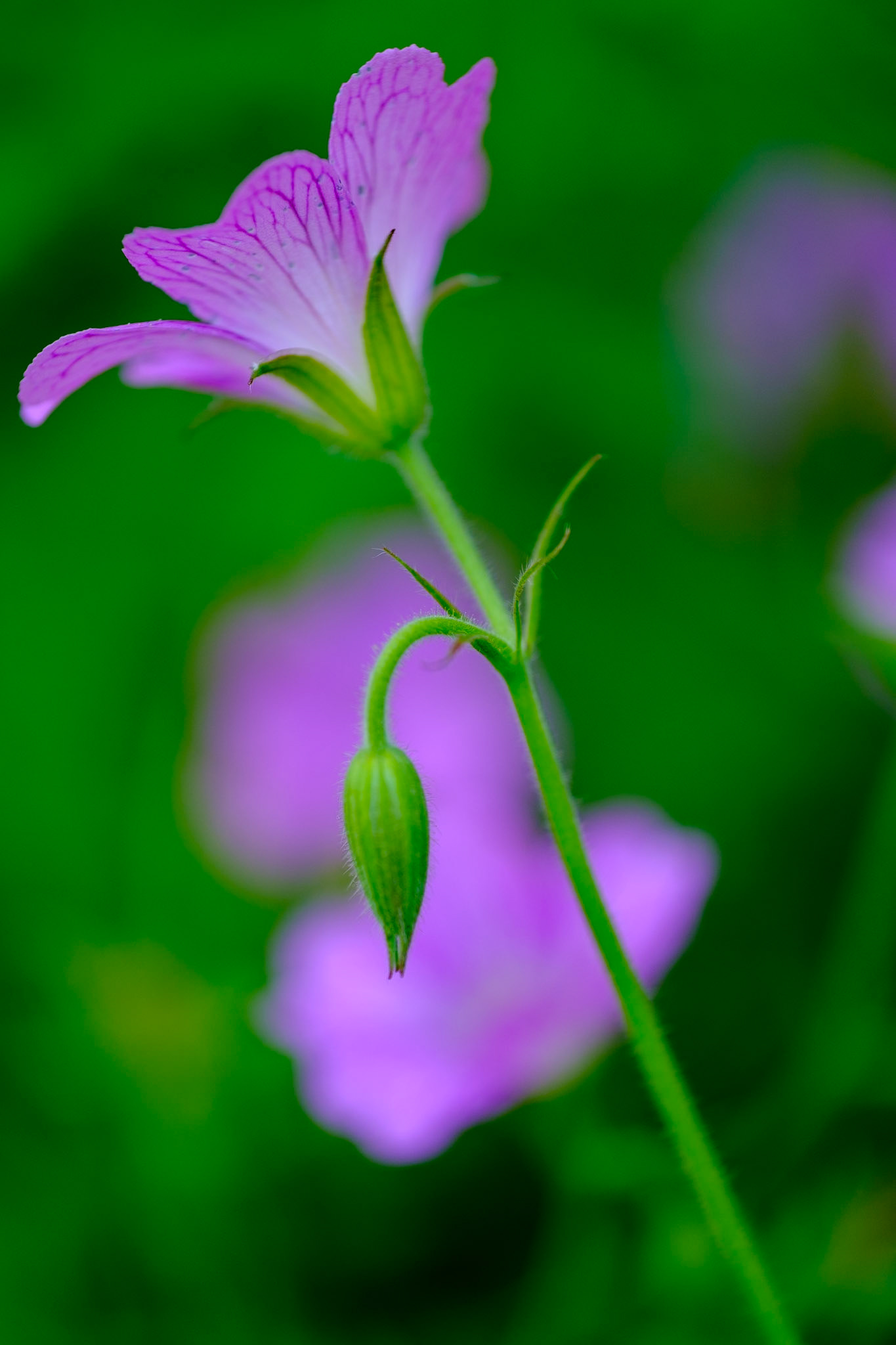 Flower portraits at Chanticleer Jun 17 2021