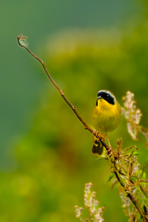 Middle Creek Wildlife Refuge Birdwalk