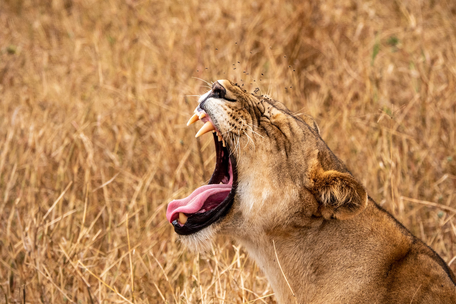 Tanzania - Tarangire Park