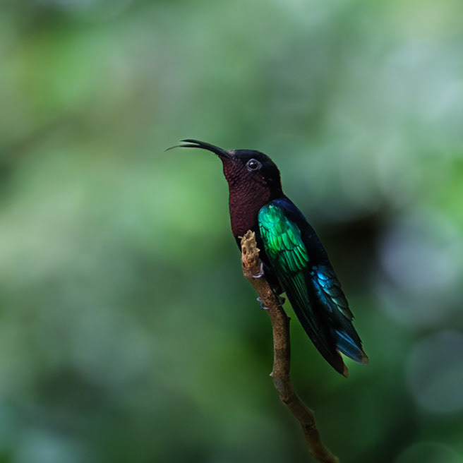 St. Lucia, Botanic Garden, Green-throated Carib Hummingbird