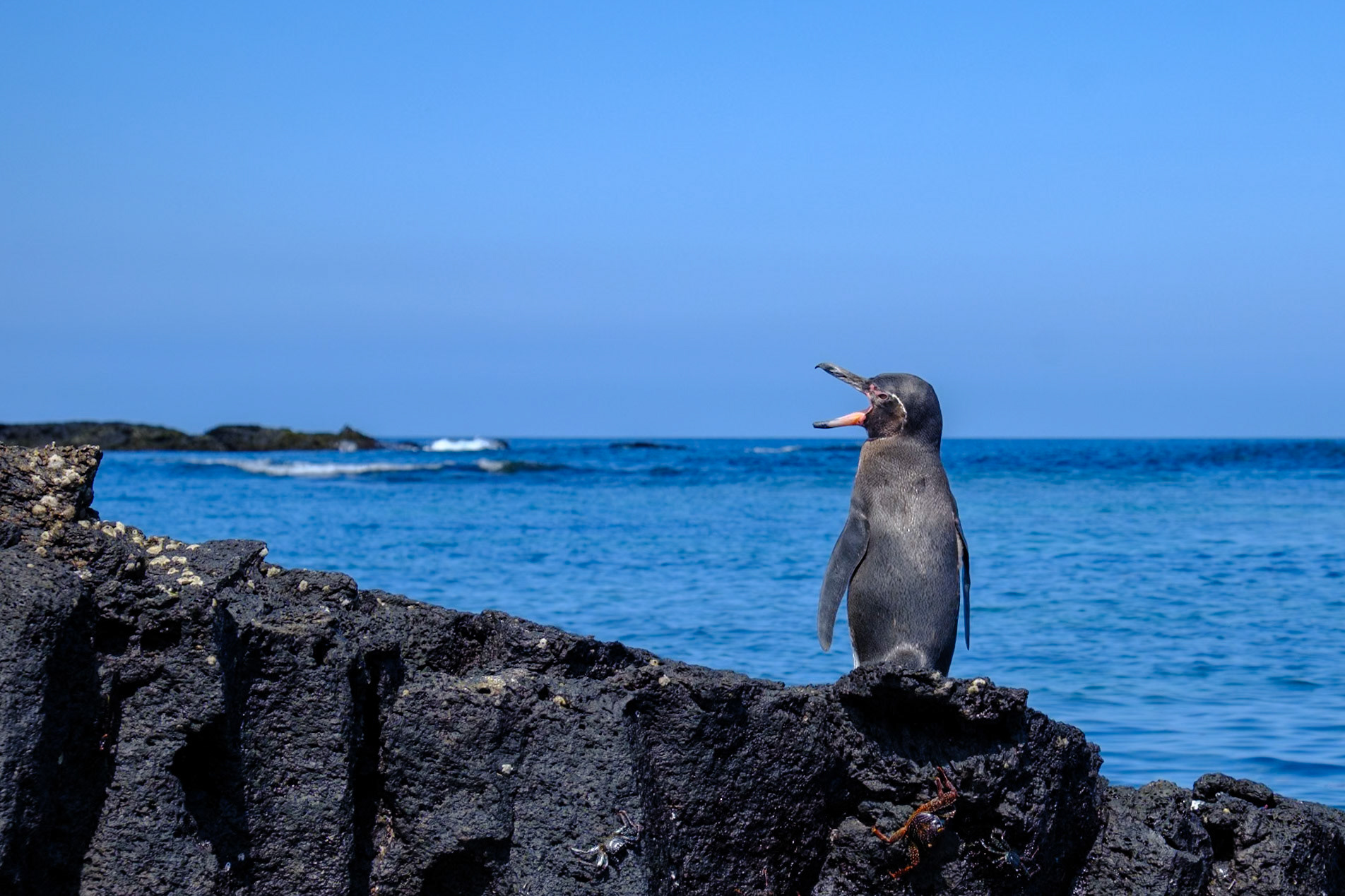 Galapagos Islands - Isabella Island - Moreno Point - Penguins