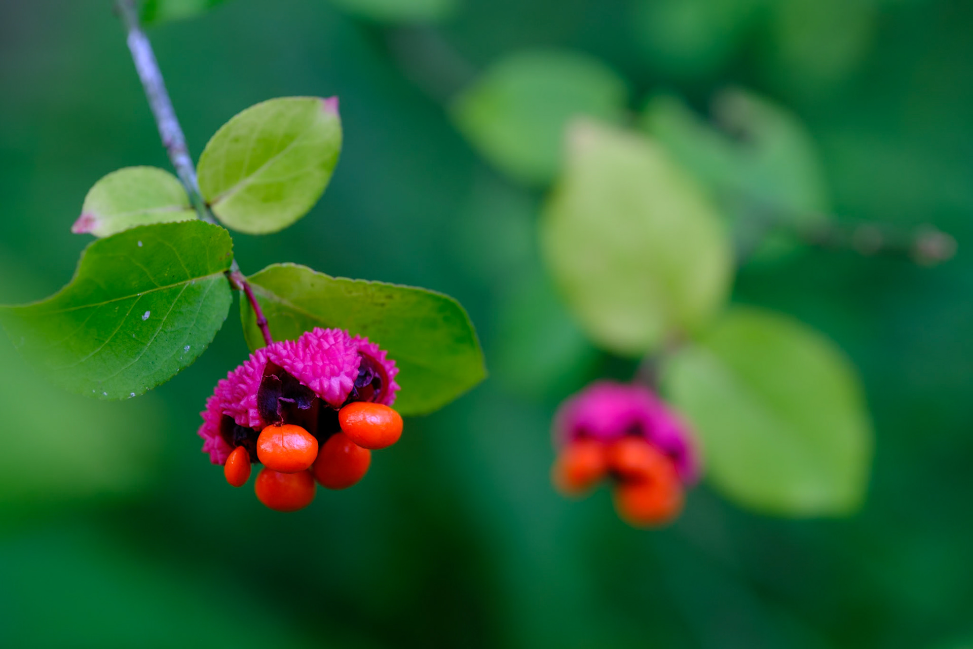 Chanticleer Photo Class September 2023