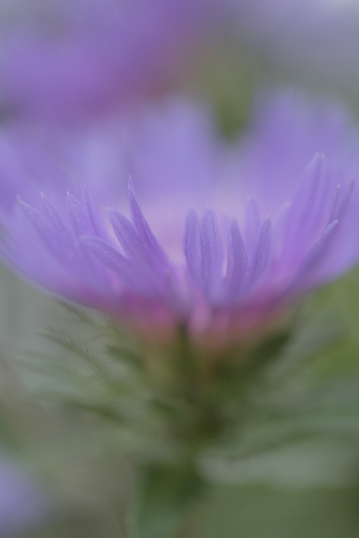 Longwood GardensFlower Photos inspired by Kathleen Clemons Photo Class. Trying to 1. Fill Frame2. Selective Focus3. Make background attractive - good blur