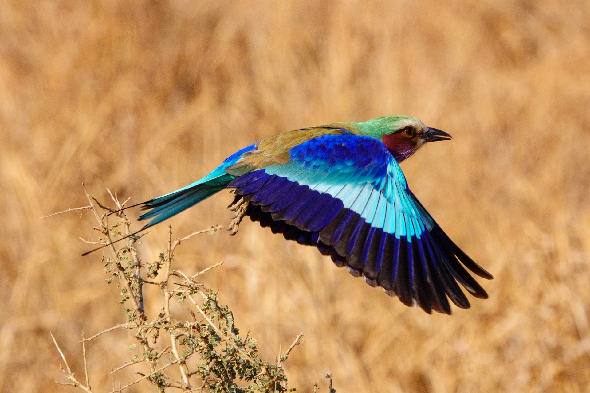 Tanzania - Tarangire ParkLilac Breasted Roller