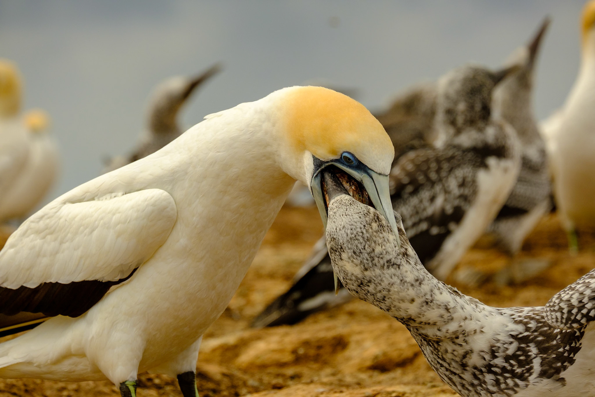 New Zealand - Napier - Cape Kidnappers Gannet Colony