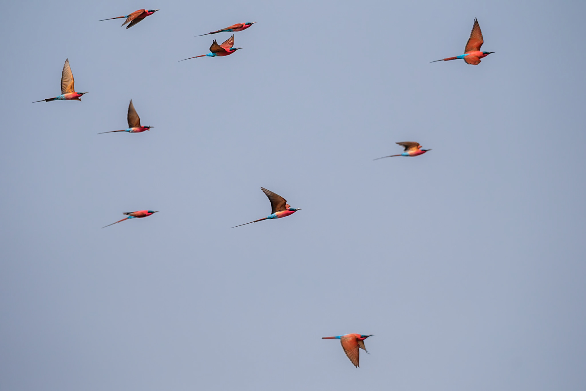 Zambia 2025 - Mwamba Camp - 4th Game Drive - Return to the Carmine Bee-eater Hide