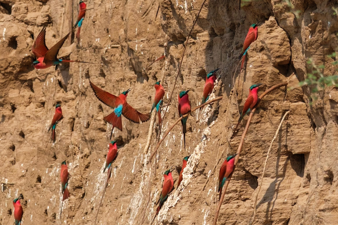 Zambia 2025 - Kaingo Camp  4th Game Drive - Carmine Bee-eater Colony at the Carmine Bee-eater Hide