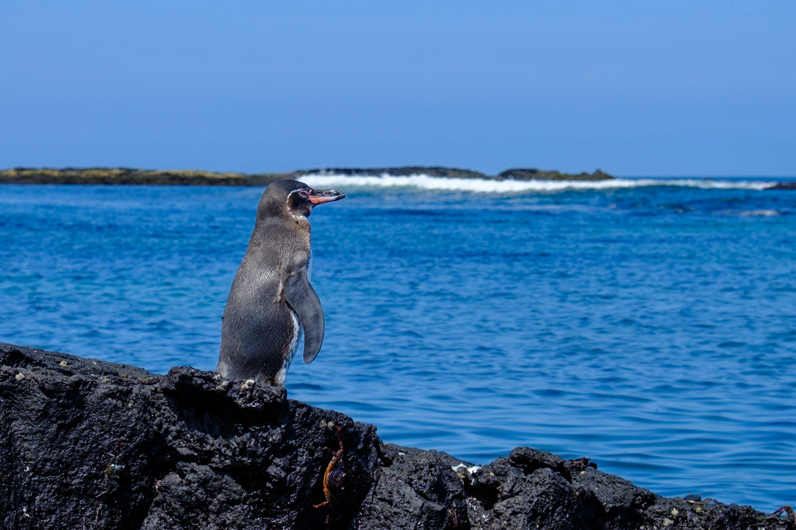 Galapagos Islands - Isabella Island - Moreno Point - Penguins