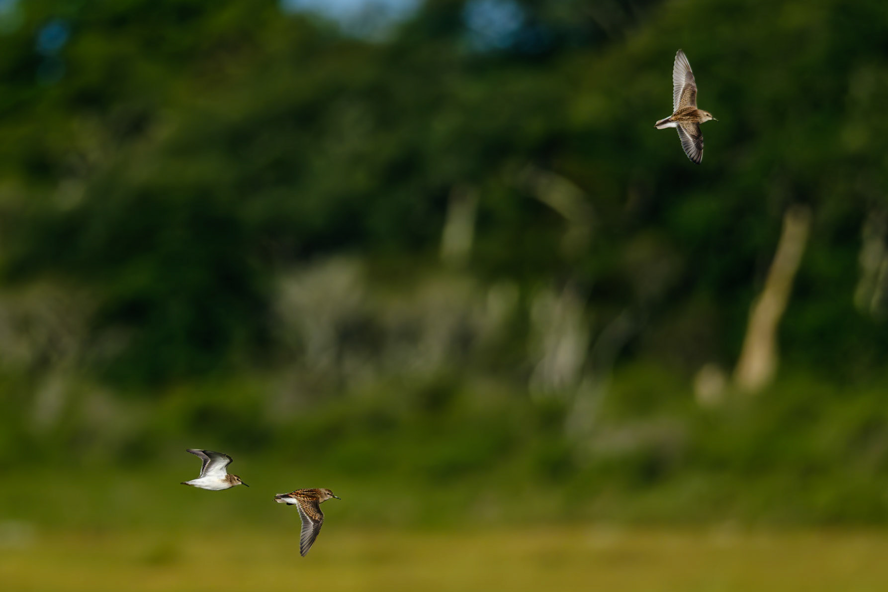 Bird Walk Barn Island