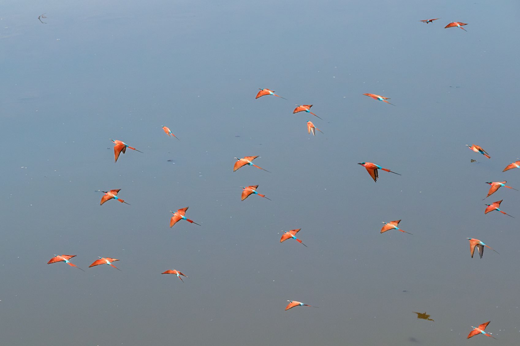 Zambia 2025 - Mwamba Camp - 4th Game Drive - Return to the Carmine Bee-eater Hide
