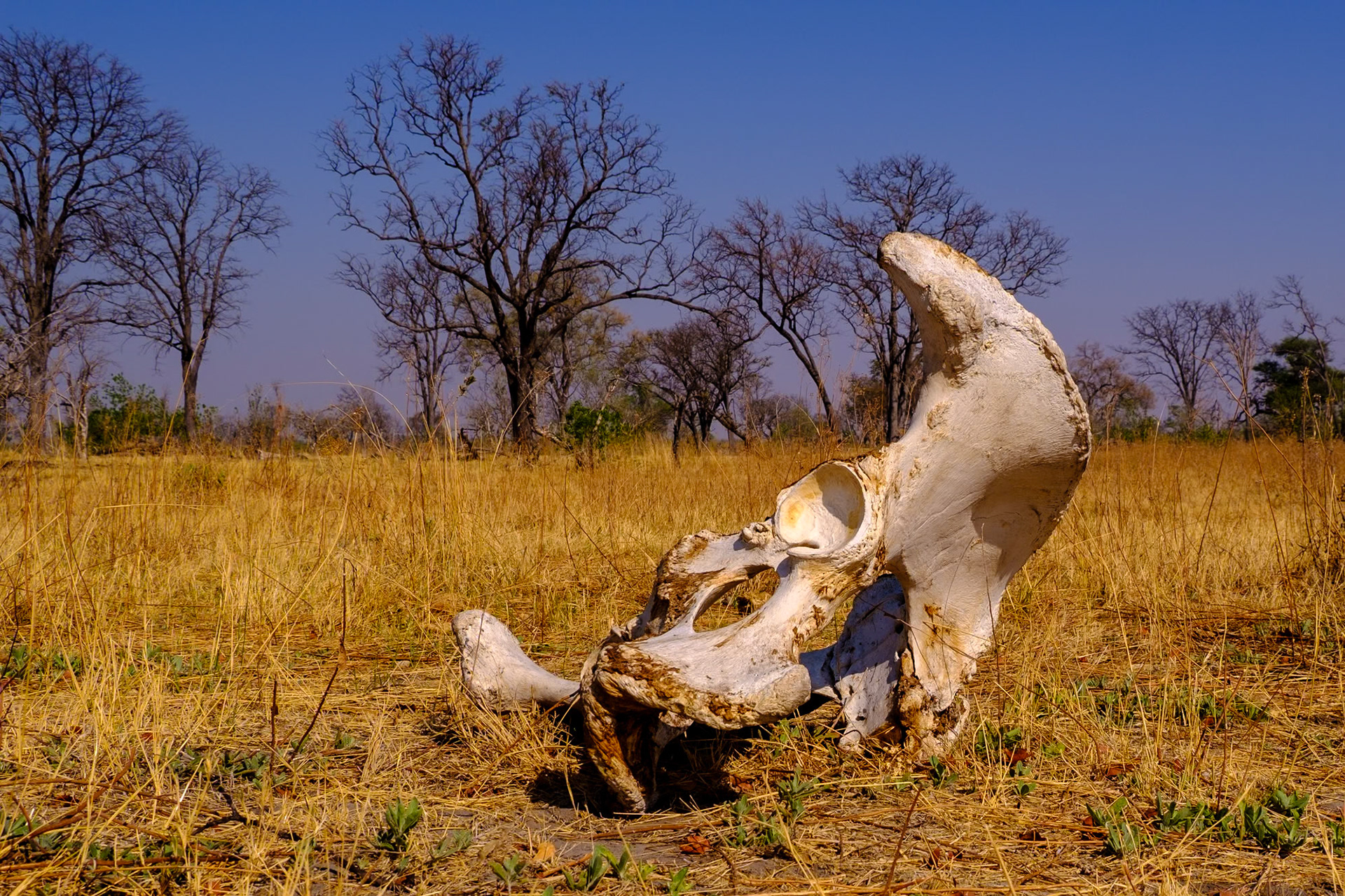 Botswana - Sable Alley Camp - Morning Game Drive - Elephant pelvis