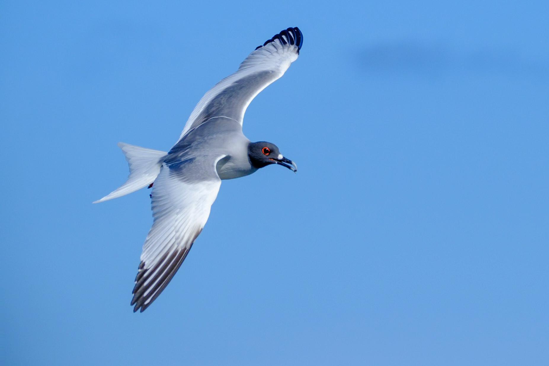 Galapagos Islands - South Plaza Island - Swallowtail Gull