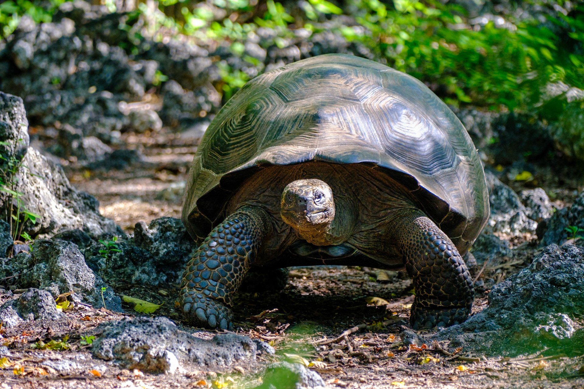 Galapagos Islands - Isabella Island - Urbina Bay - Tortoise