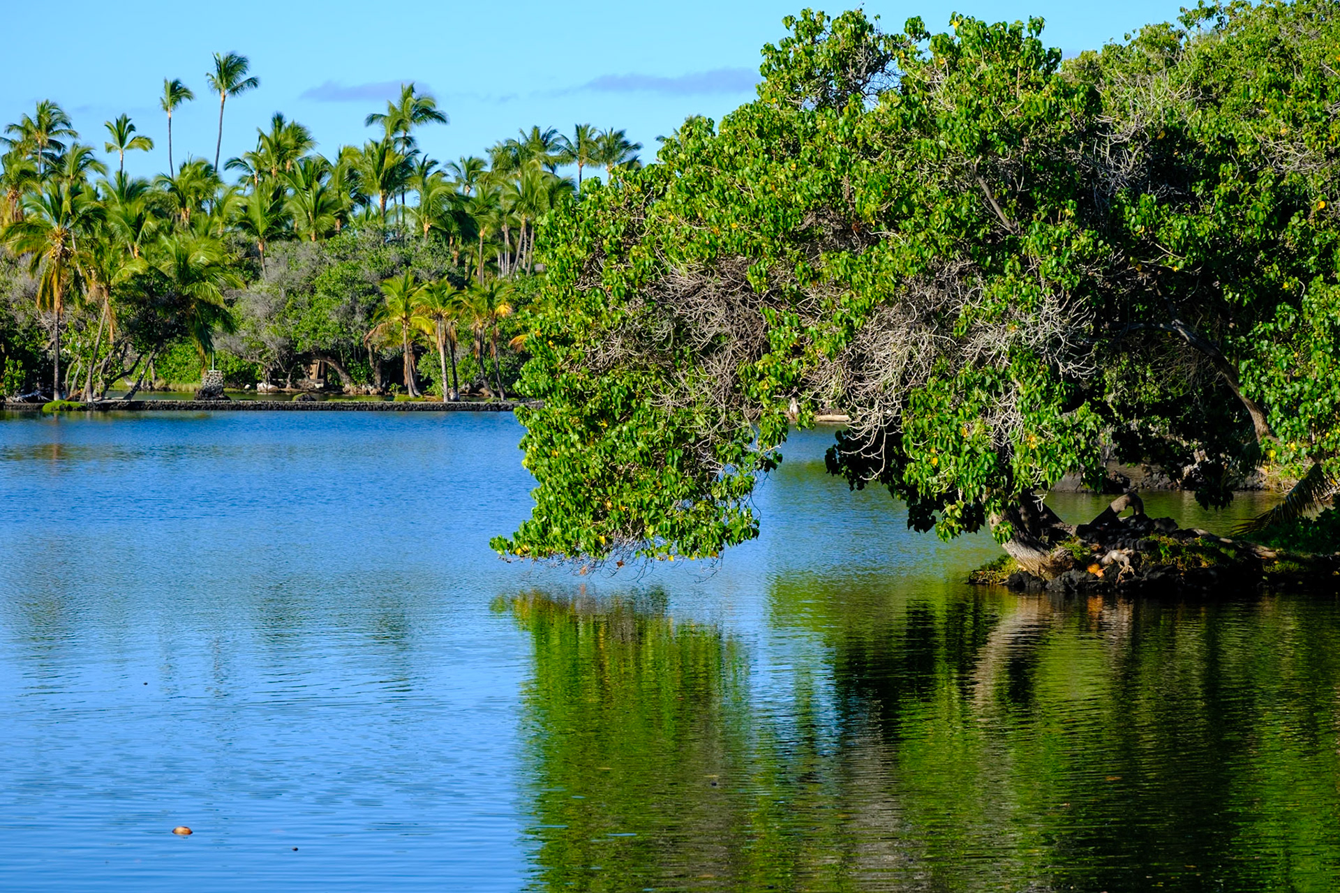 Fishponds at Mauna Lani