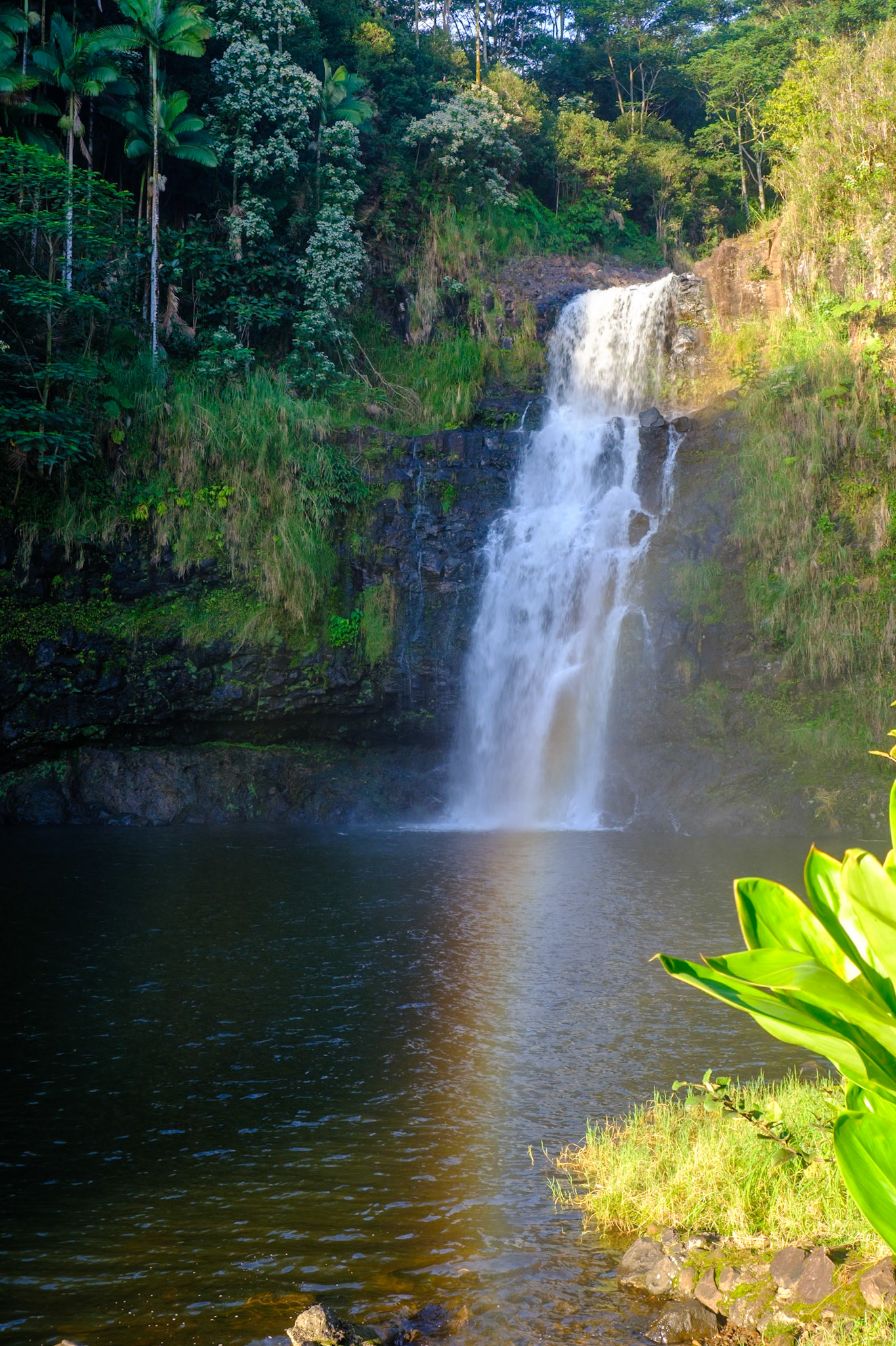 Kulaniapia Falls, Near Hilo Hawaii