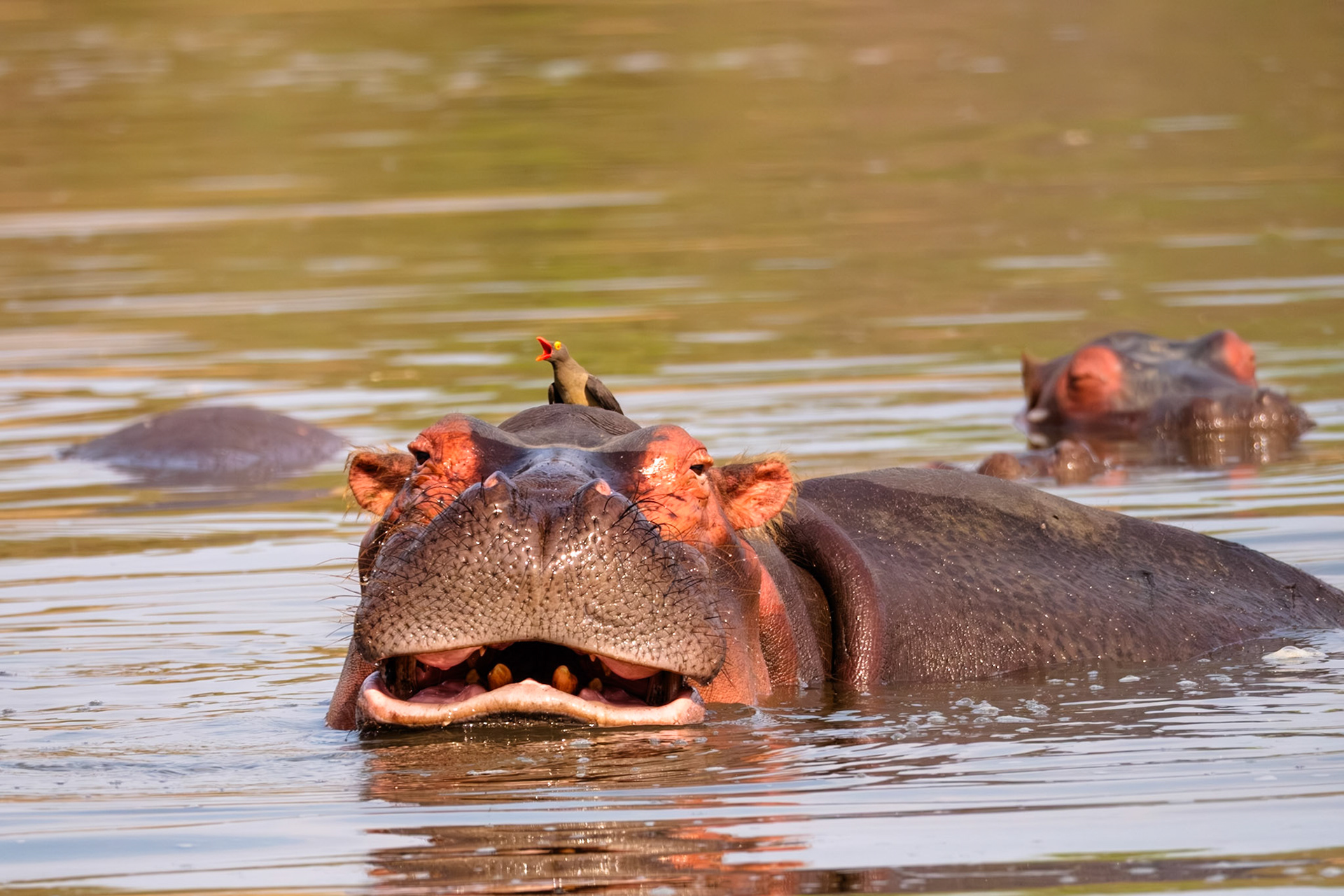 Zambia 2025 - Kaingo Camp - 3rd Game Drive - Hippo Hide