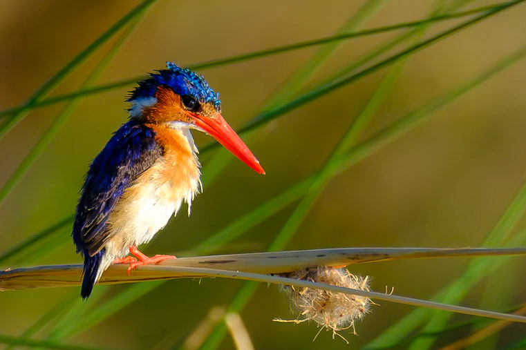 Botswana - Kwara Camp - Evening Boat Trip - Malachite Kingfisher