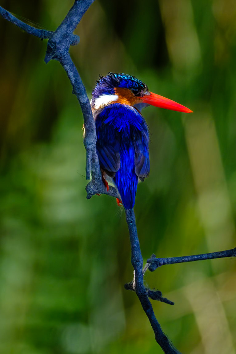 Botswana - Kwara Camp - Morning Boat Trip - Malachite Kingfisher