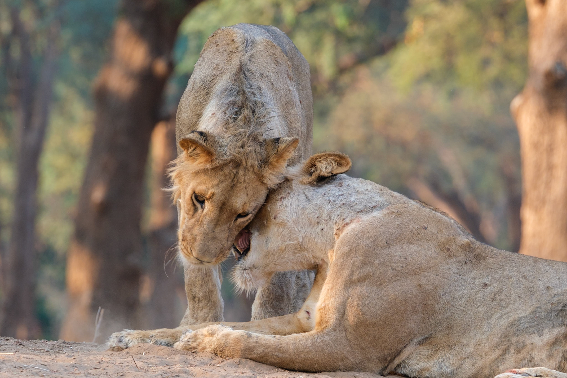 Zambia 2025 - Old Mondoro Camp - 3rd Game Drive