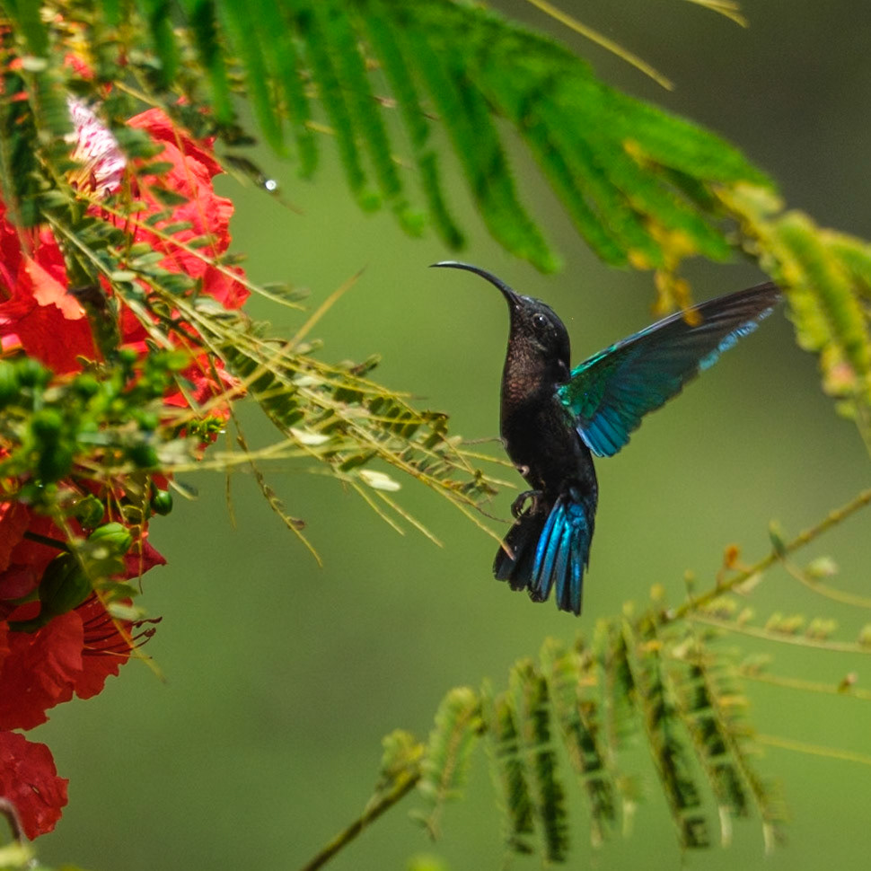 St. Lucia, Anse Chastenet, Purple-throated Carib Hummingbird