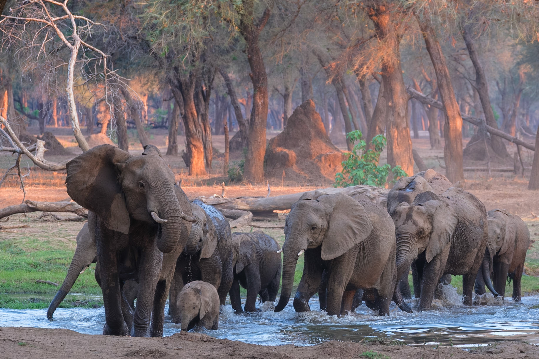 Zambia 2025 - Old Mondoro Camp - 5th Game Drive
