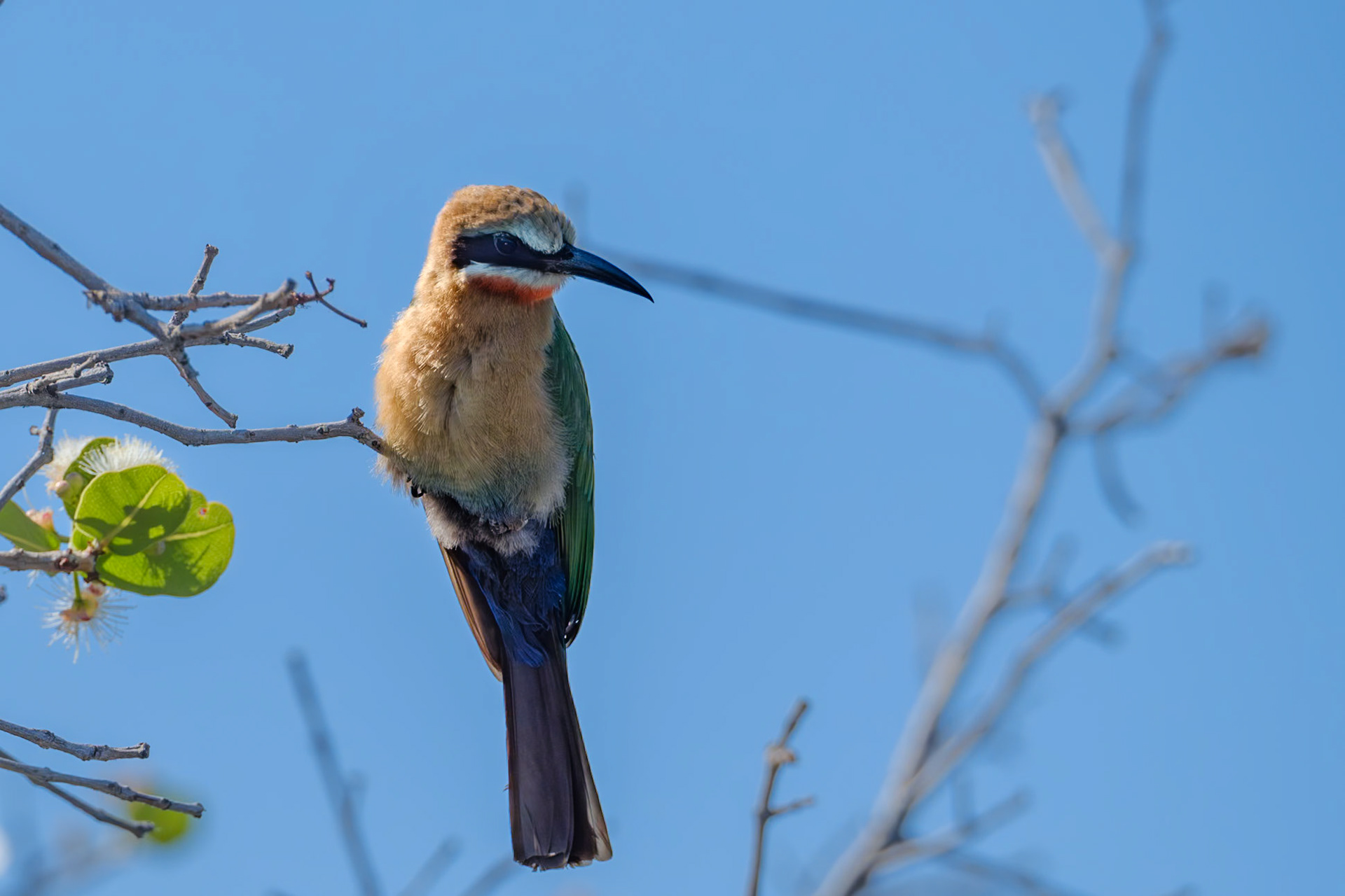 Botswana - Kwara Camp - Morning Boat Trip - Little Bee-eater