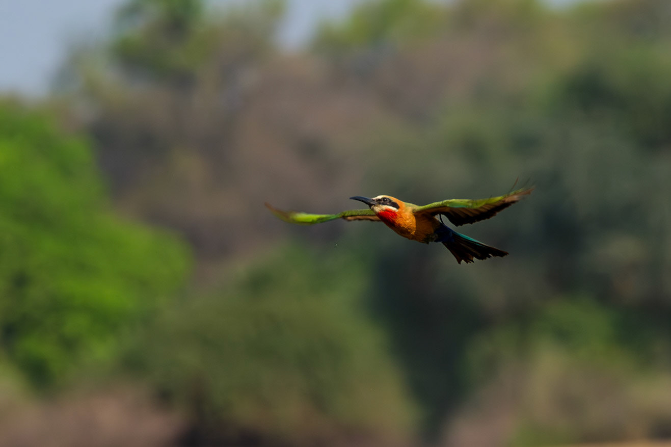 Zambia 2025 - Kaingo Camp - 3rd Game Drive - Hippo Hide