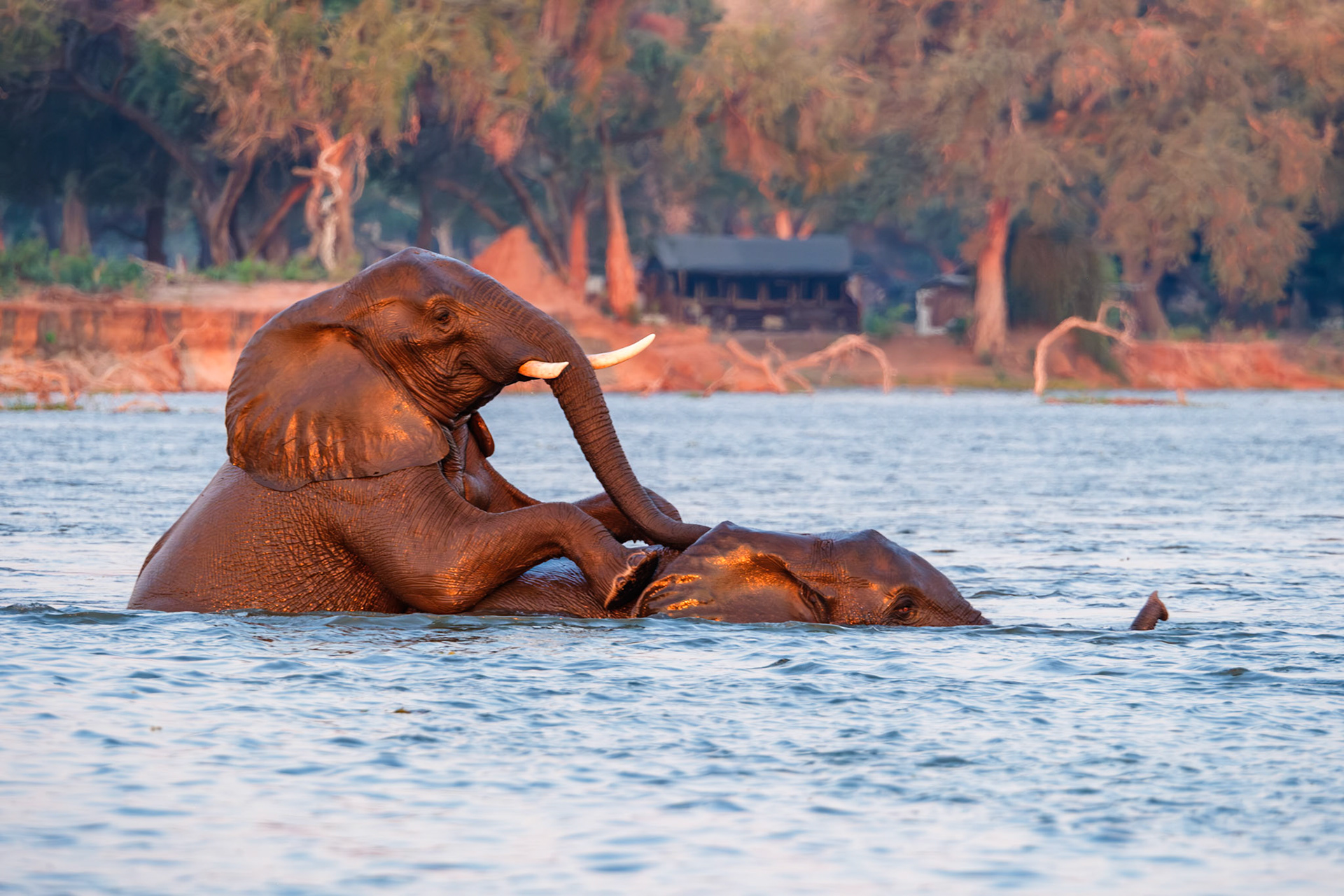Zambia 2025 - Old Mondoro Camp - Afternoon Boat on the Zambezi - Elephants crossing the Zambezi