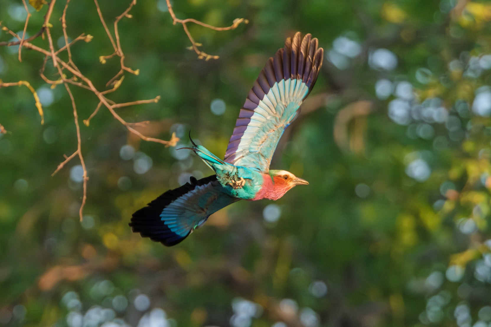 Zambia 2025 - Mwamba Camp - 2nd Game Drive